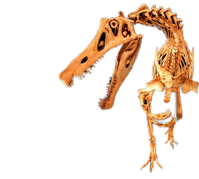 Baryonyx dinosaur skeleton